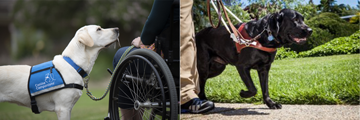 canine companions black labrador service dog walking on a leash