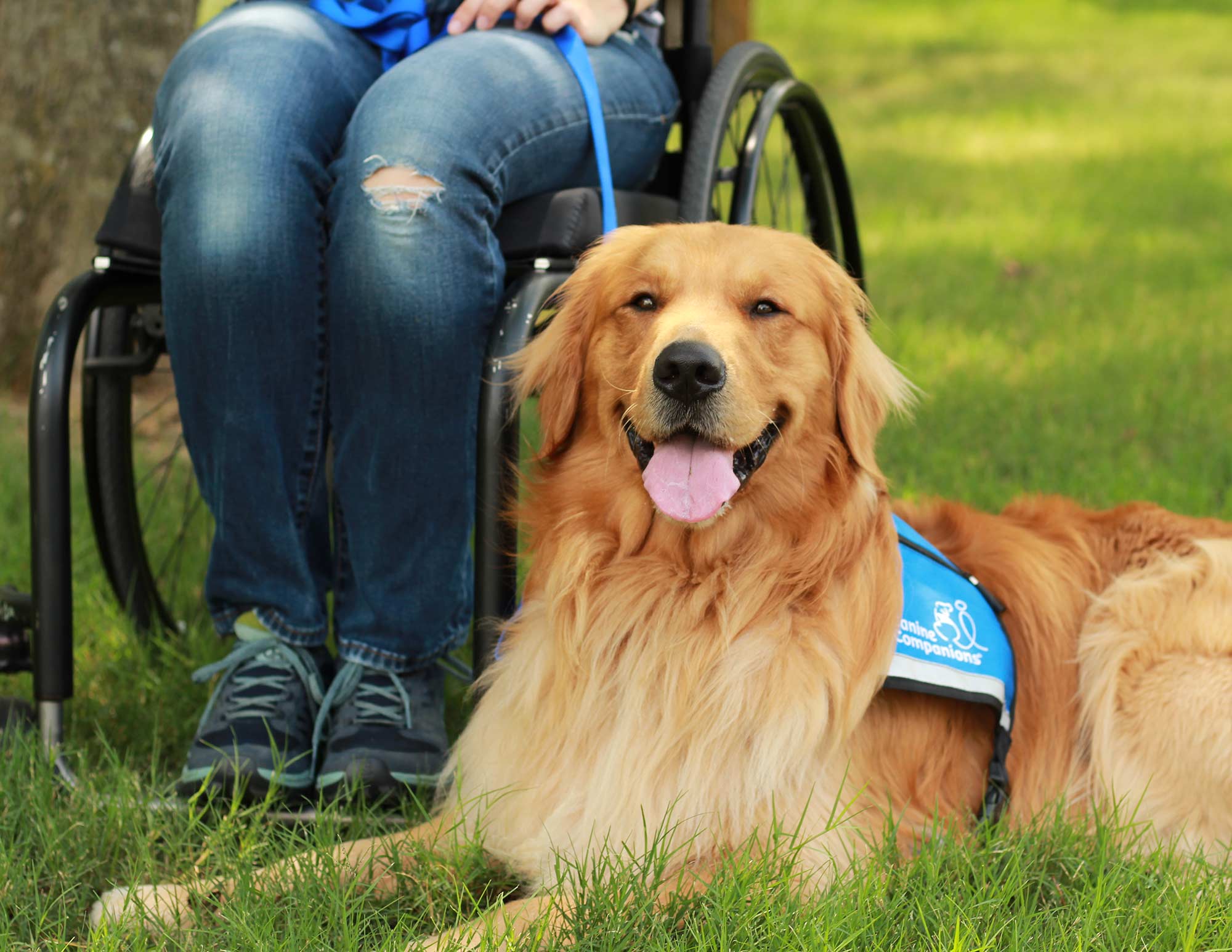 A Golden Retriever in a blue service vest lays next to a person using a wheelchair