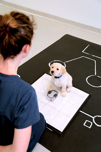 woman looks down at a puppy during a cognition test